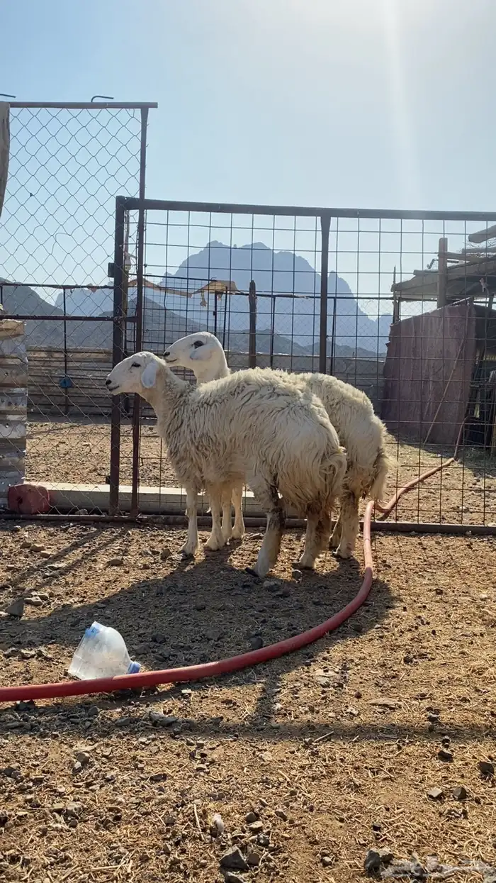 رخال حرش مضاريع تم البيع 1