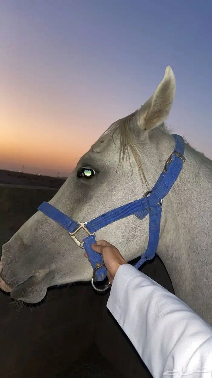 متوفر ايواء عسف اعادة عسف تسمين تشغيل 0