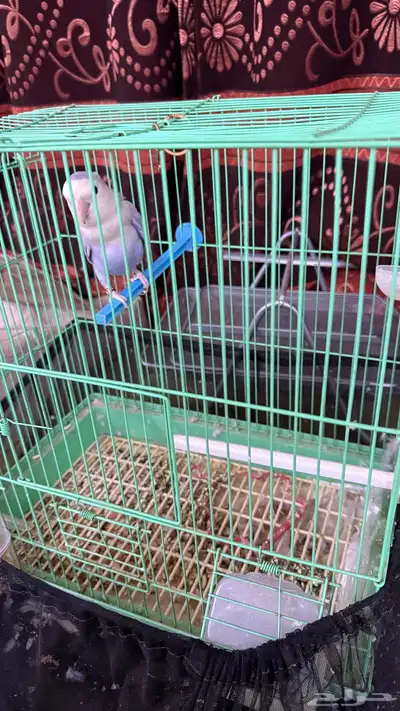 Parrot rose for sale 0