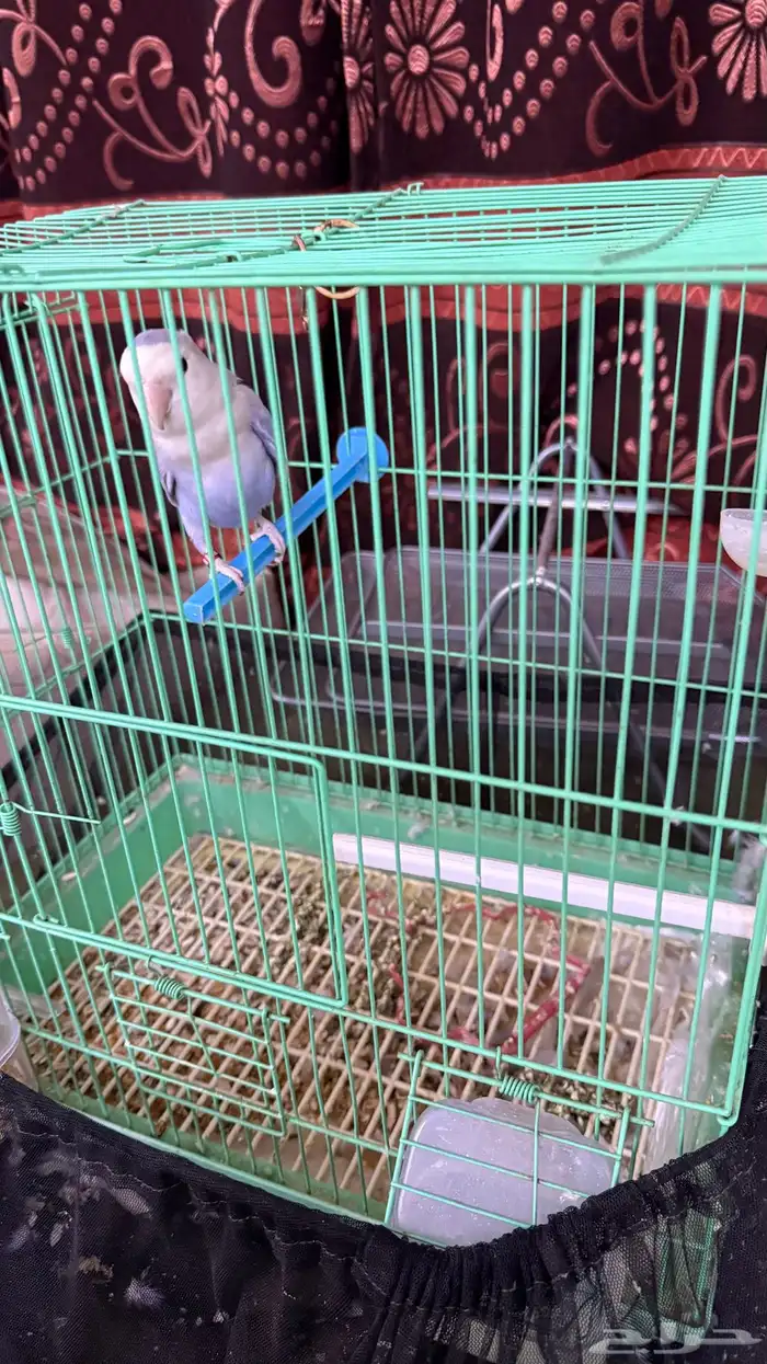 Parrot rose for sale 0