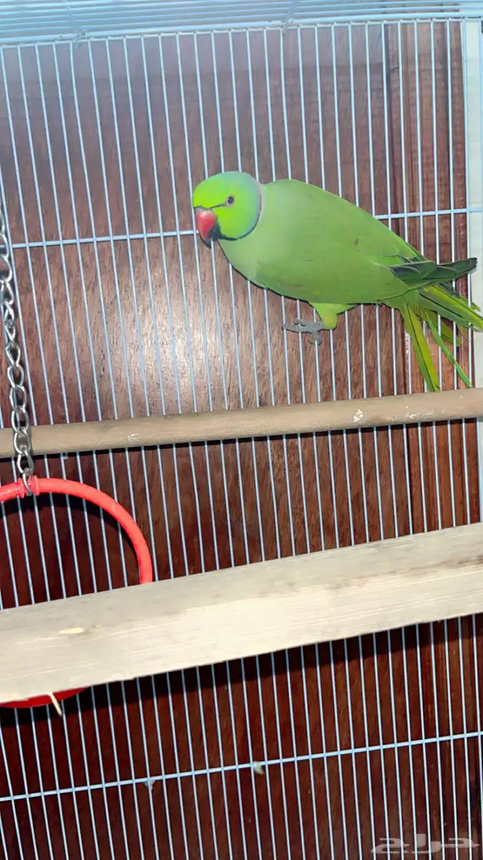 زوج ببغاء الدره الذكر هندي اخضر الانثا رمادي اليفه 3