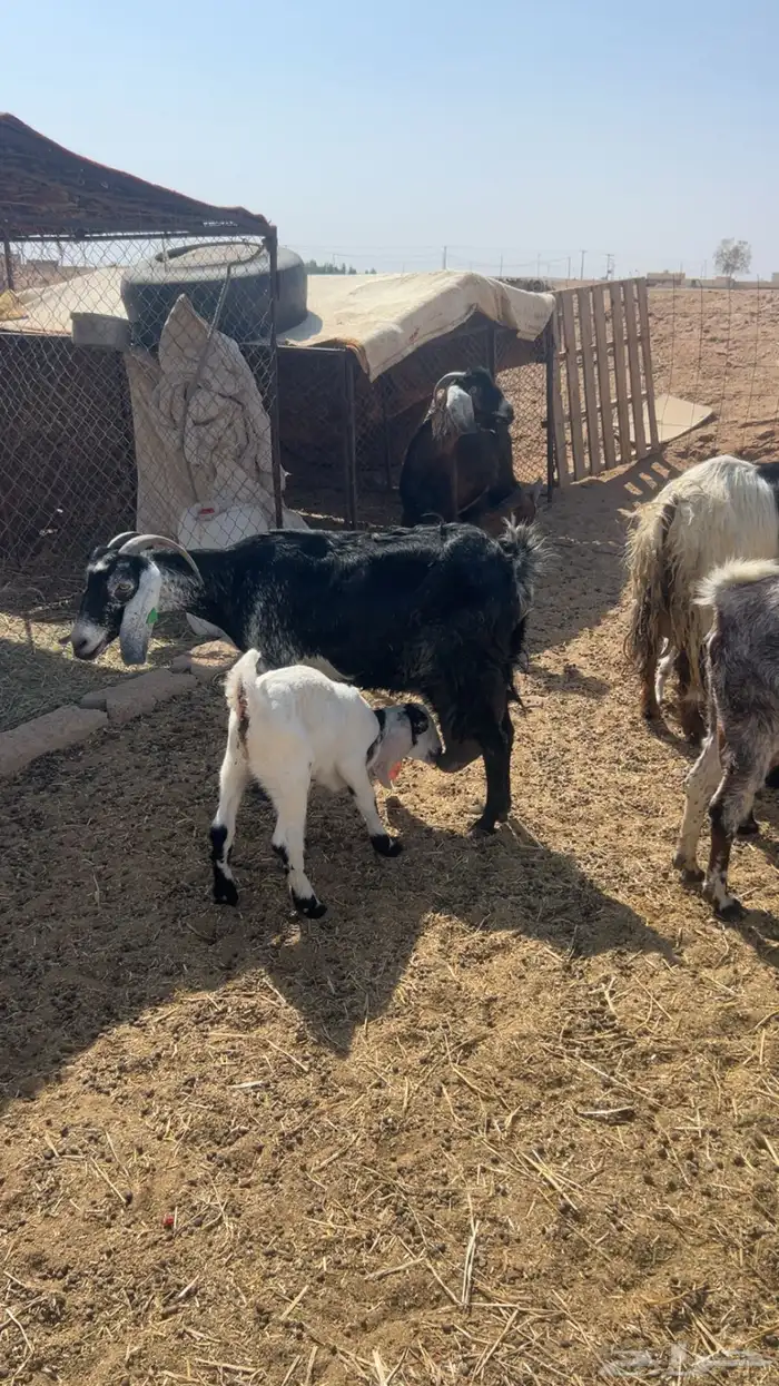 معزاء مواليد للبيع 2