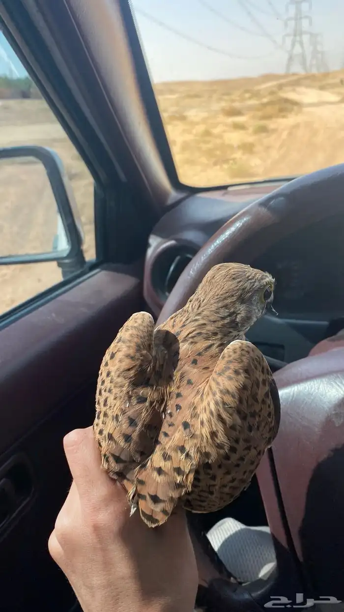 باشق شبوطط وحش 1