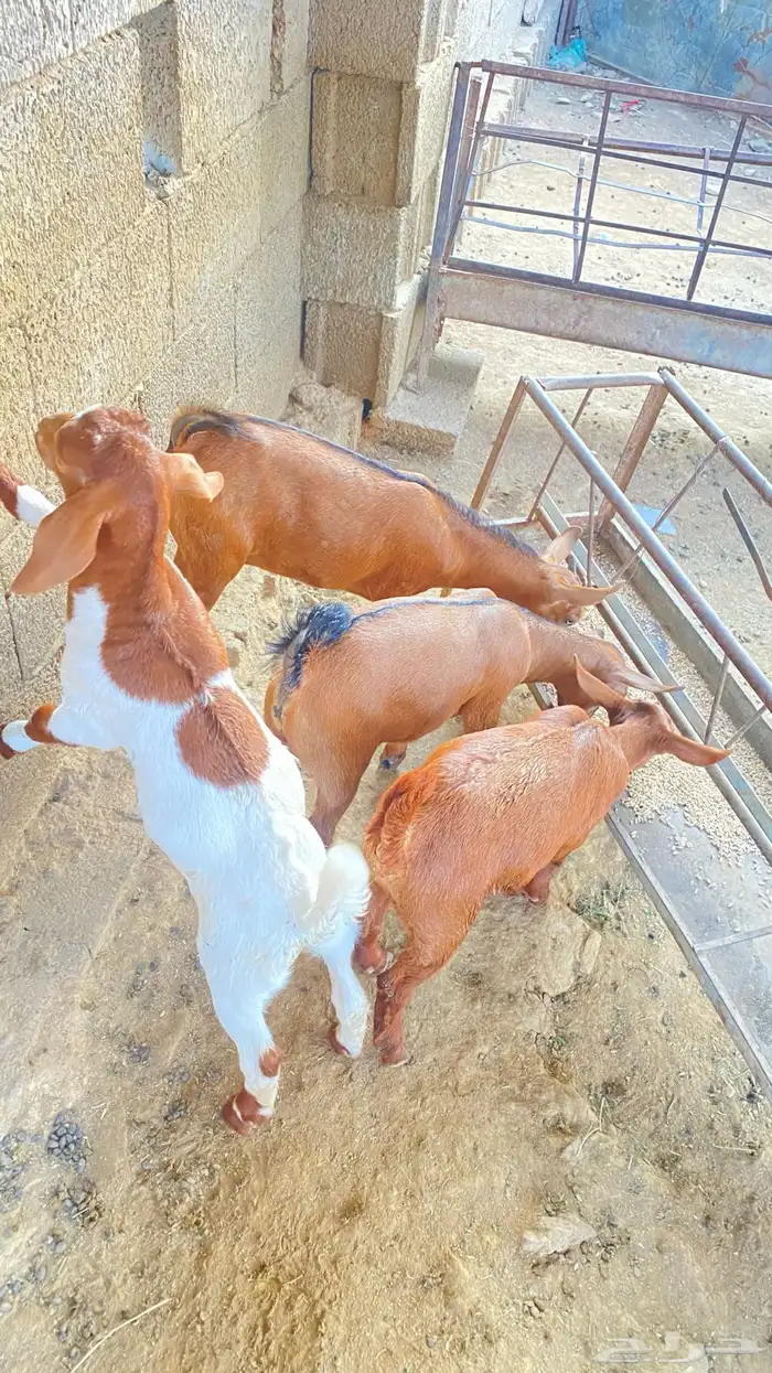 تيوس لأناث2 و الذكور2 3