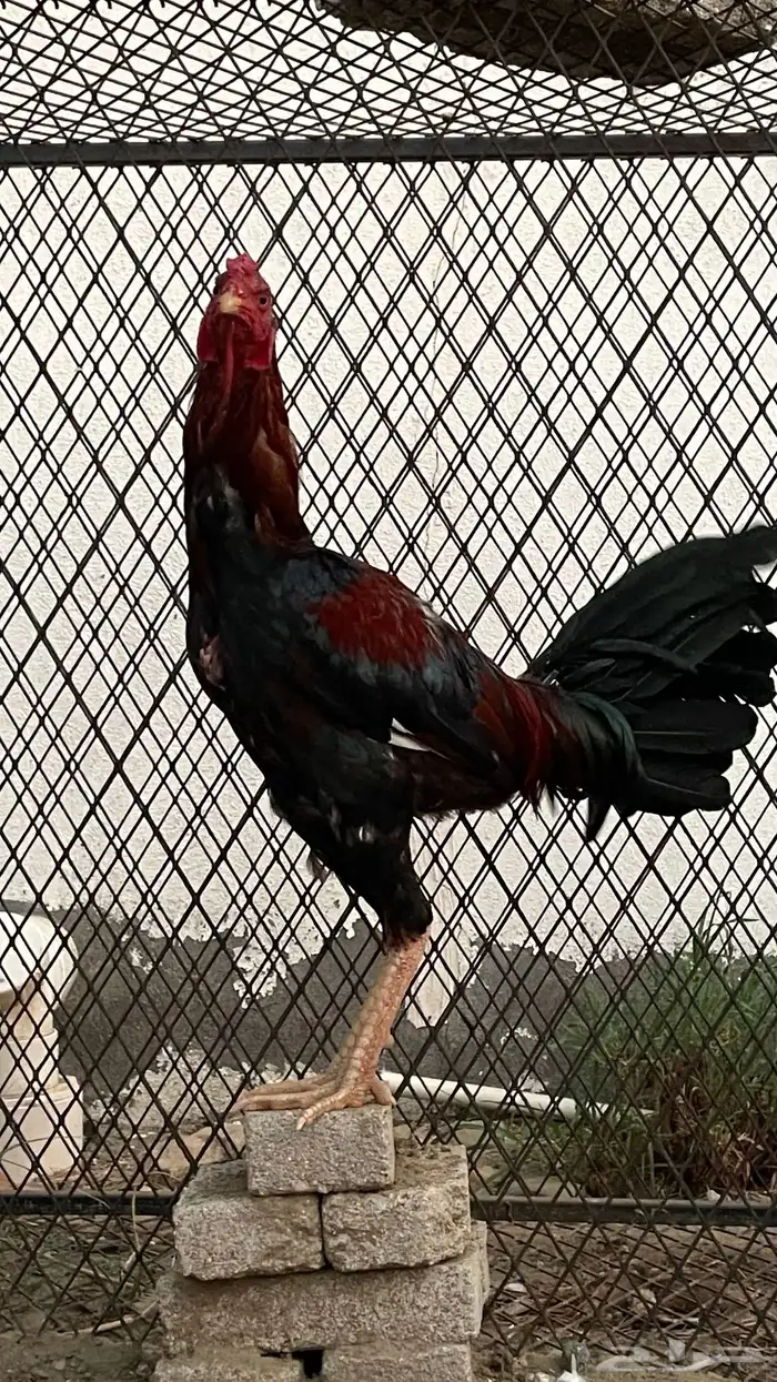 ديك باكستاني 0