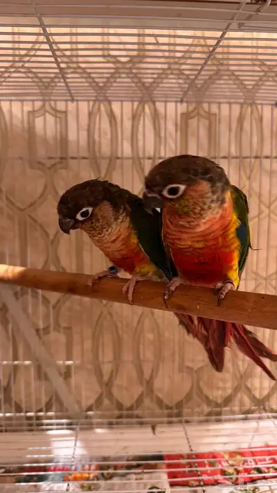 زوج كنيور يلو سايد رد فاكتور صبغه قويه مستوى فاخر index