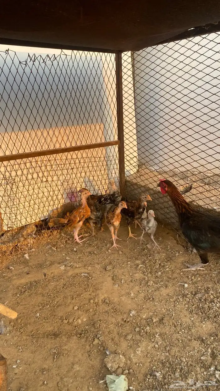 دجاجه بفروخ 1