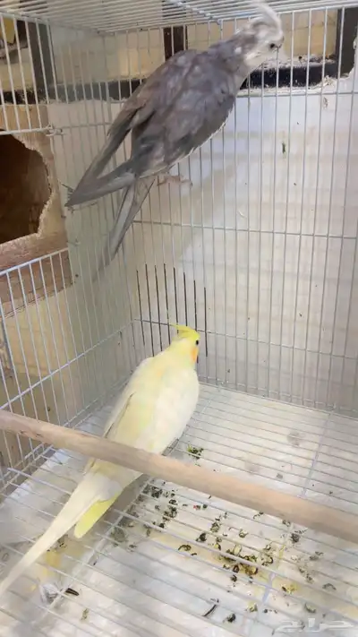 جوز كروان النثى أليفه index