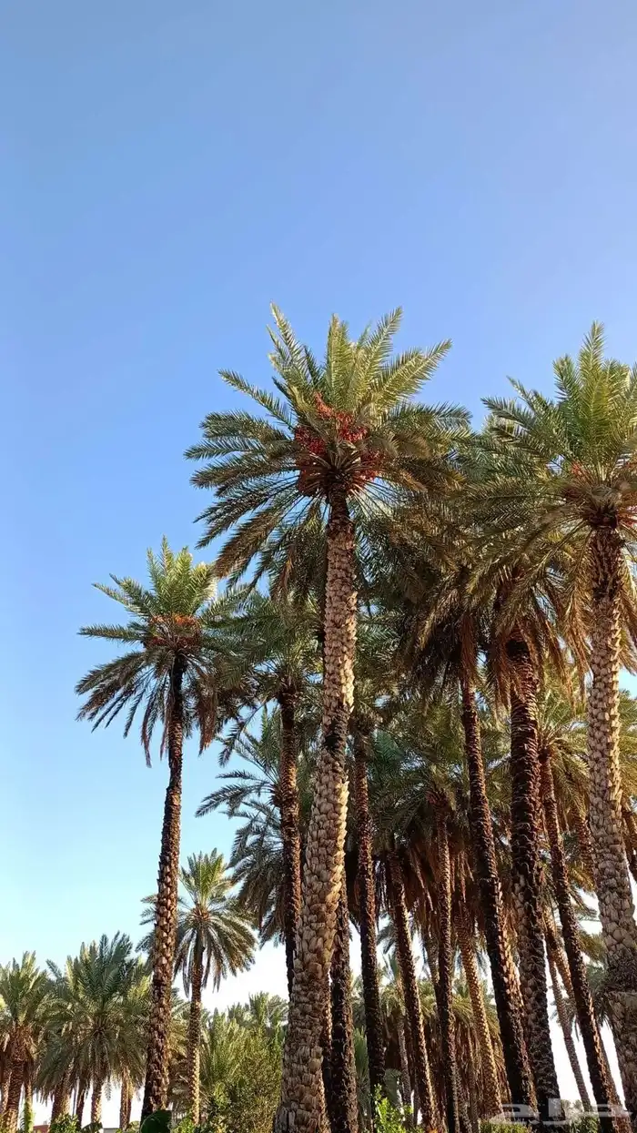 أحتاج سعف النخل للي عنده وحول القوز 0