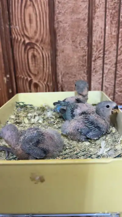 فروخ روز غرر index