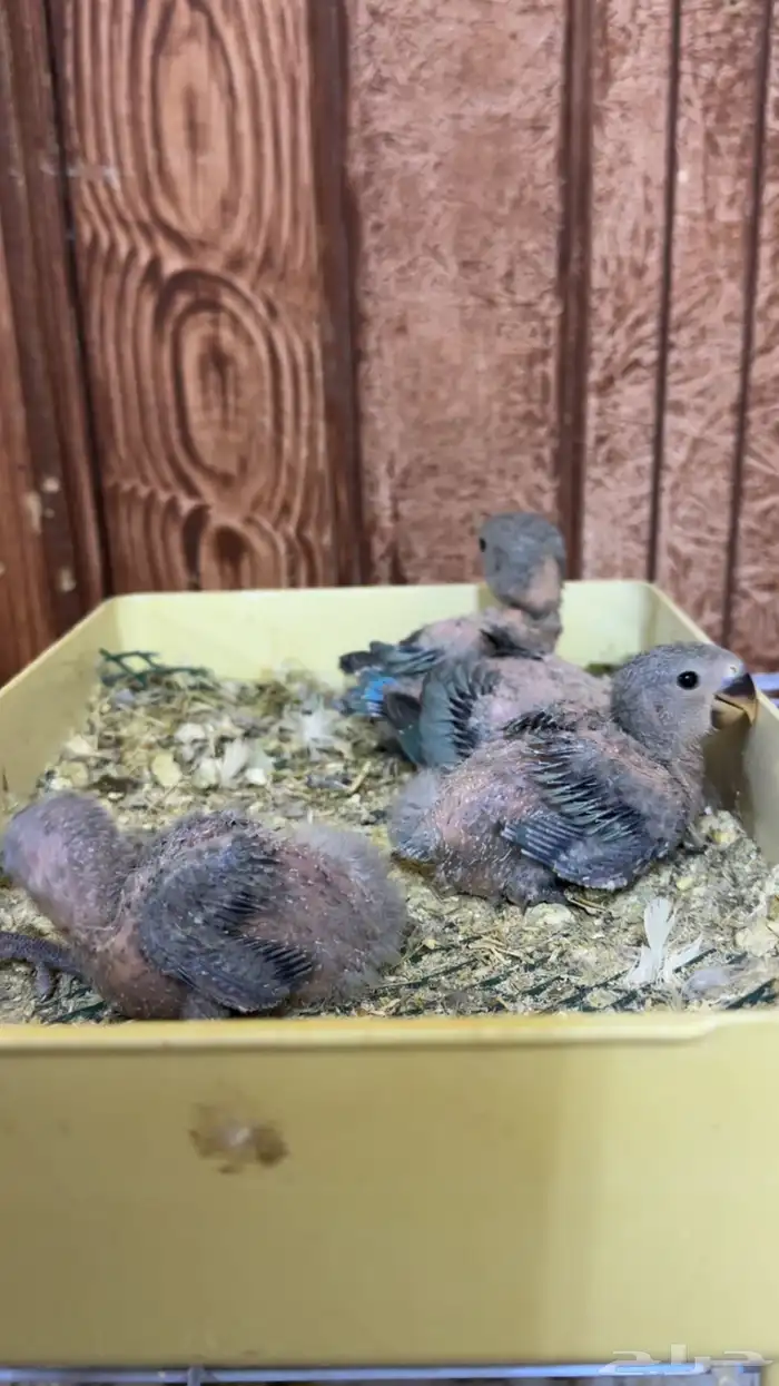 فروخ روز غرر 0