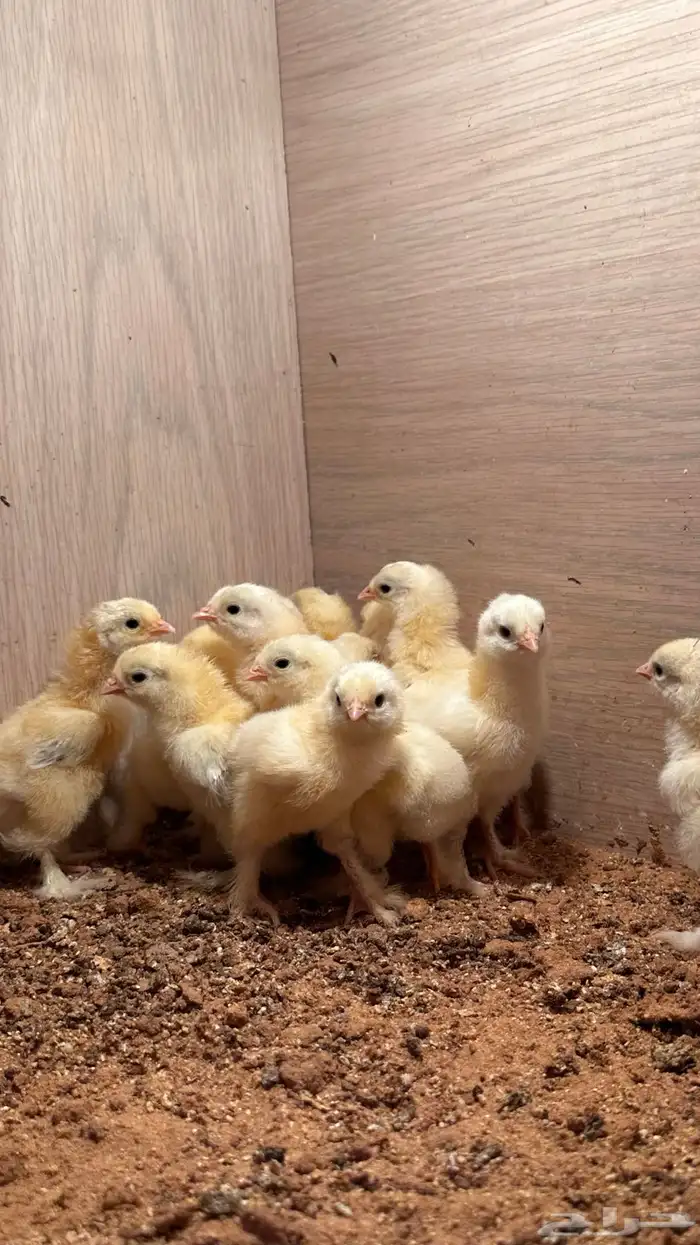 للبيع صوص براهما كولمبي 1