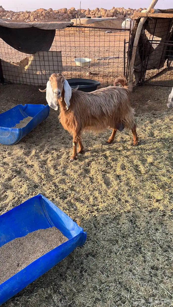 معزا عوارض ومشاريك 8