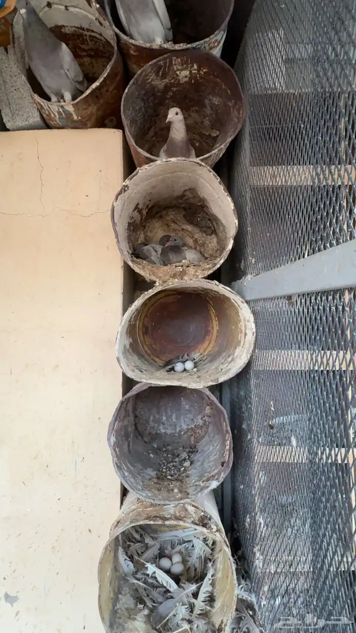 حمام سلفر طبيبات بالحيل 0