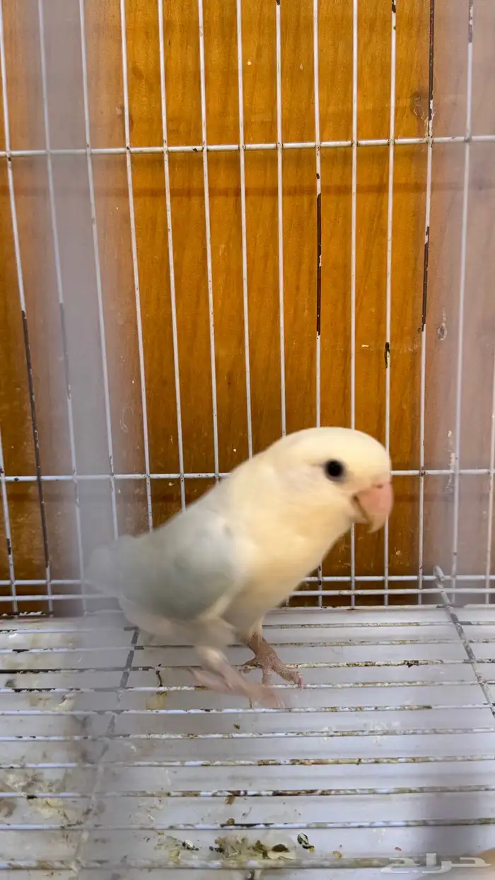 انثى روز بلد اوبلاين منتجه شرط 2