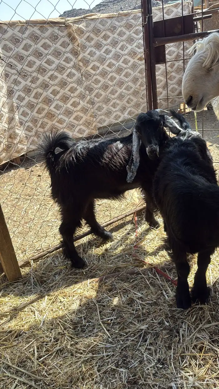 طليان. والتيوس ذبايح. 11