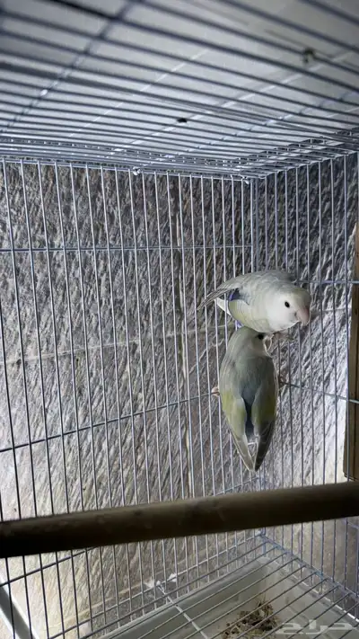 زوج روز منتج index