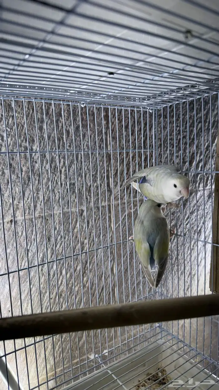 زوج روز منتج 0