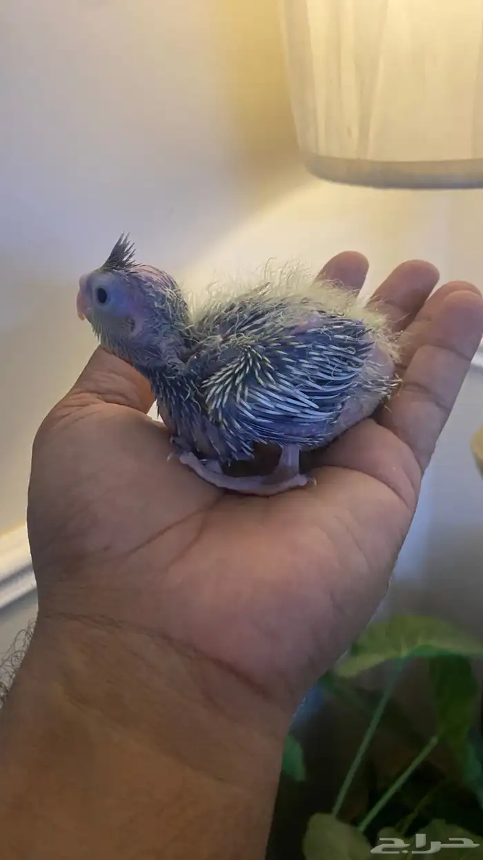 فرخ روز يقبل غر 0