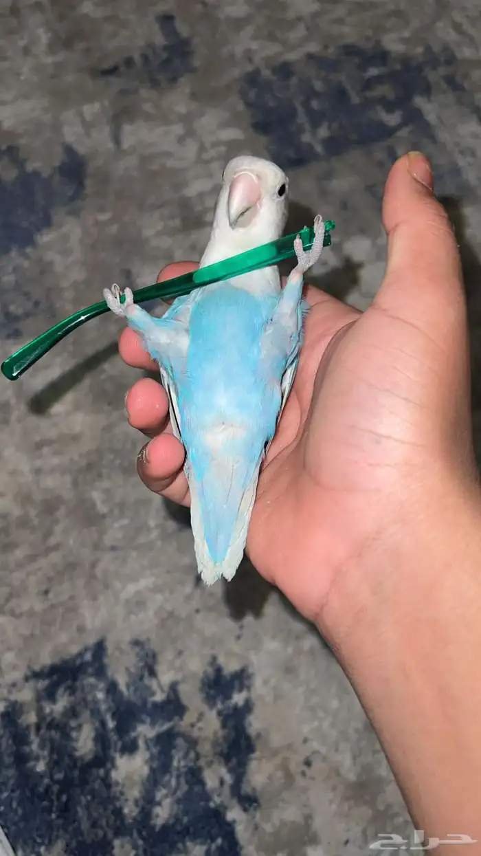 بغبغاء روز 0