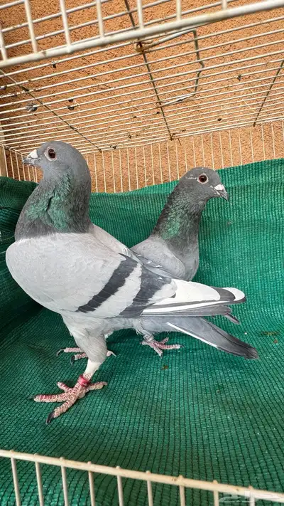 حمام زاجل index