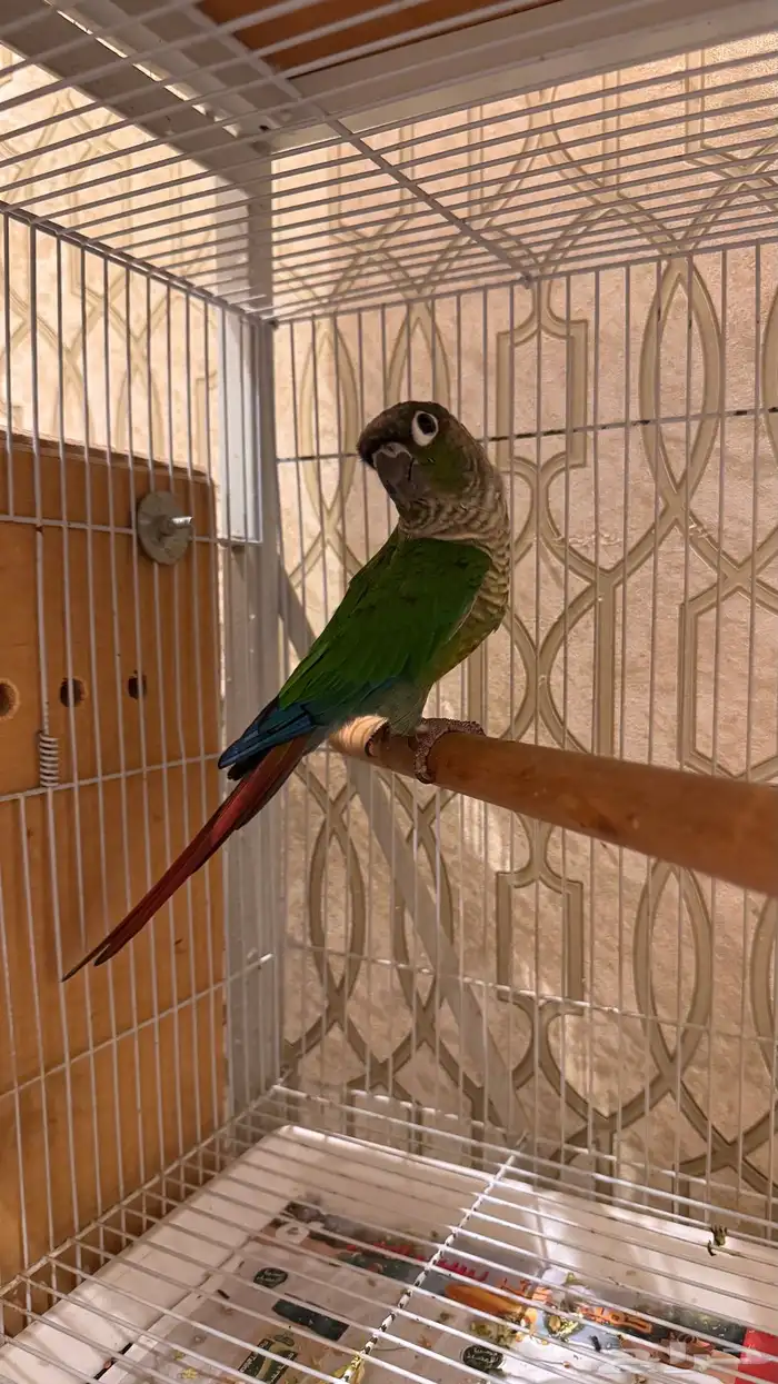 ذكر كنيور قرين شيك اليف ومتكلم ومنتج ( تم البيع) 13