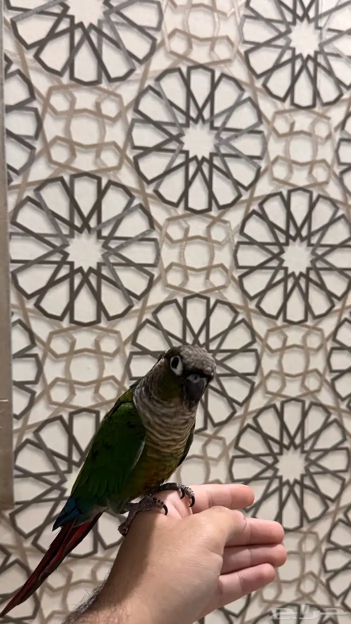 ذكر كنيور قرين شيك اليف ومتكلم ومنتج ( تم البيع) 8