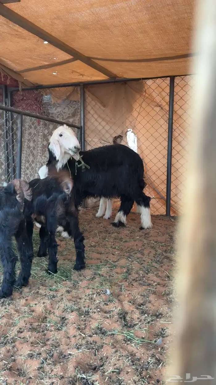 خروف نجدي 4 شهور تم البيع 0