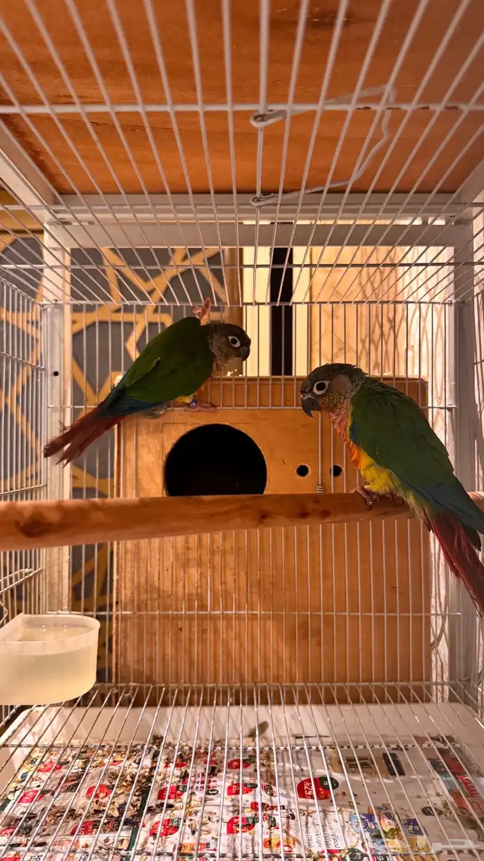 زوج كنيور يلو سايد رد فاكتور صبغه قويه مستوى فاخر 2