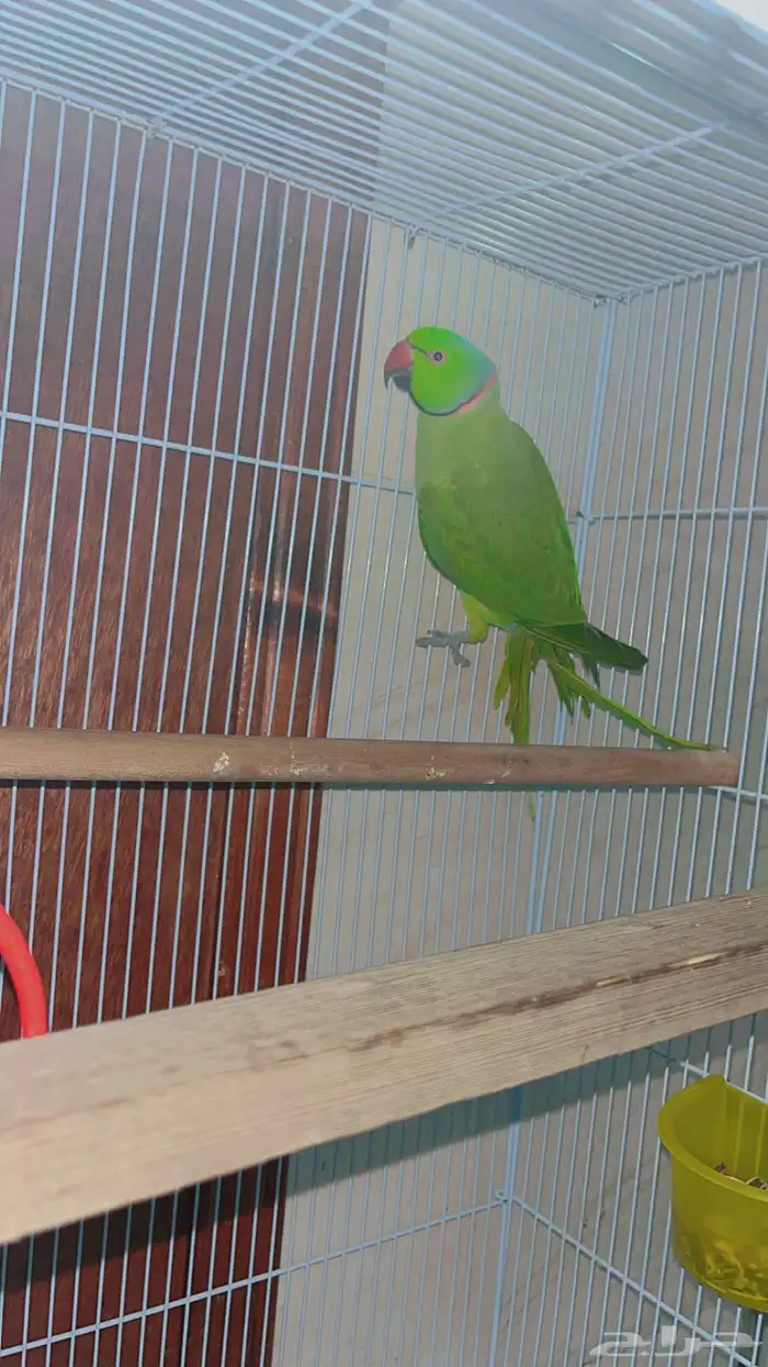 زوج ببغاء الدره الذكر هندي اخضر الانثا رمادي اليفه 5