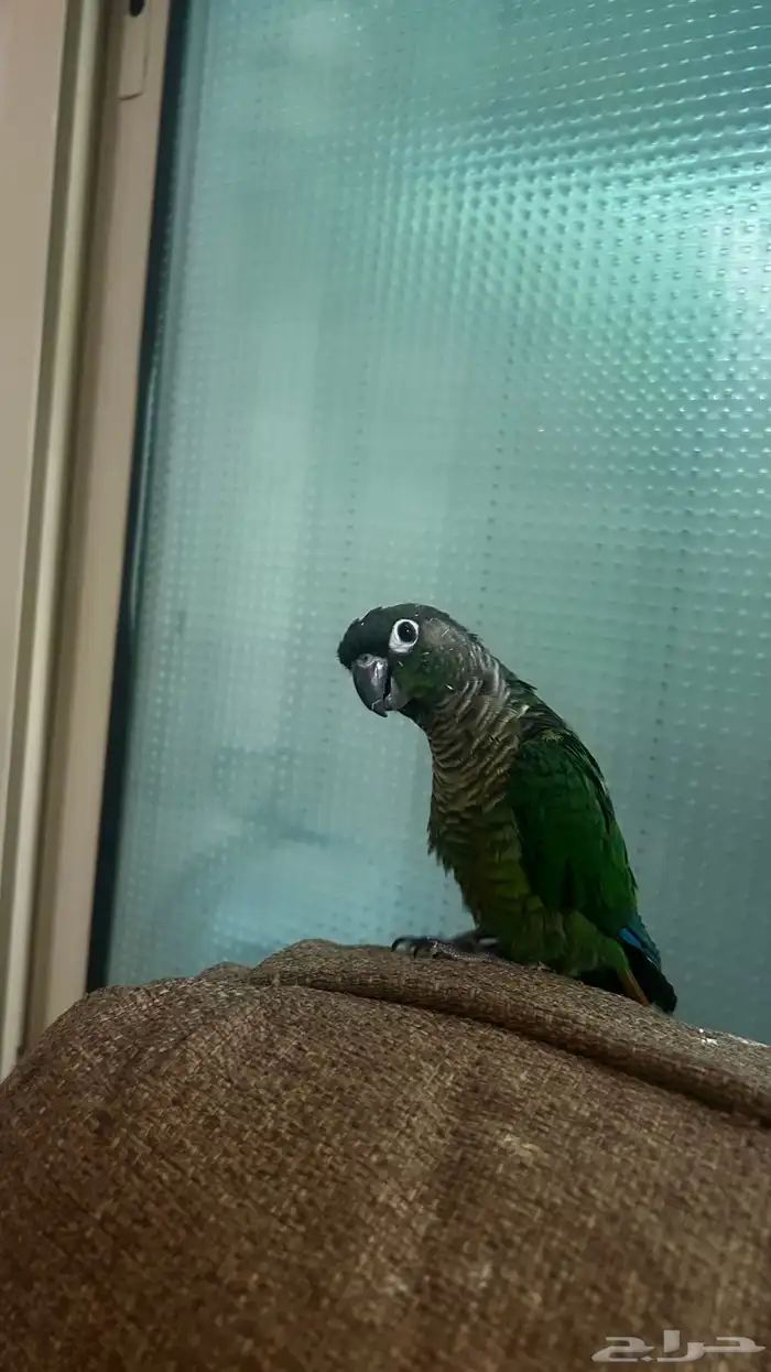 كنيور قرين شيك اليف و هدد 4