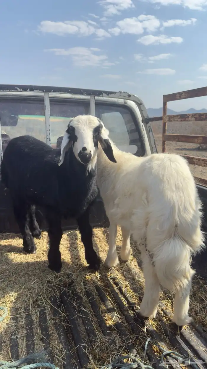 خرفان للبيع 0