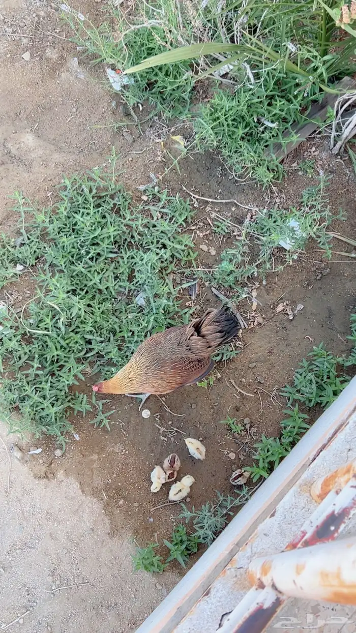 دجاجه عربيه اصيل مفرخه 1