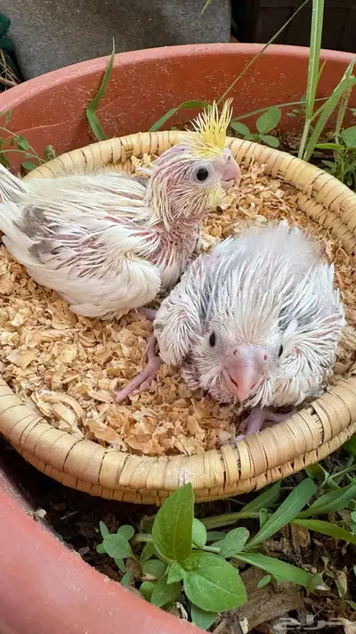 كريمي فيس هافي بايد index