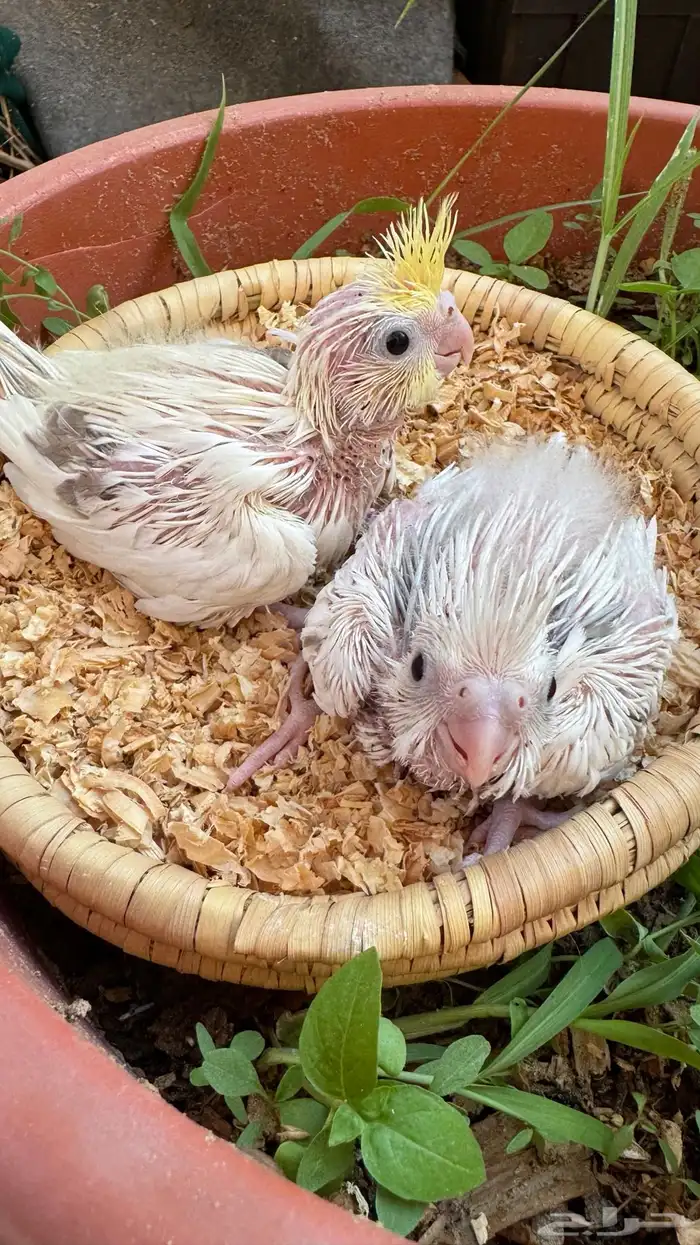 كريمي فيس هافي بايد 1