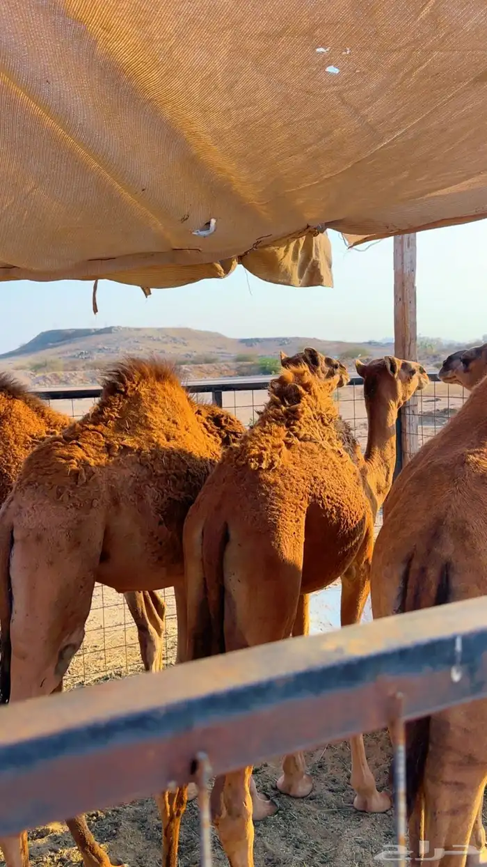 قعدان بلدي لوز سمان شرط 7