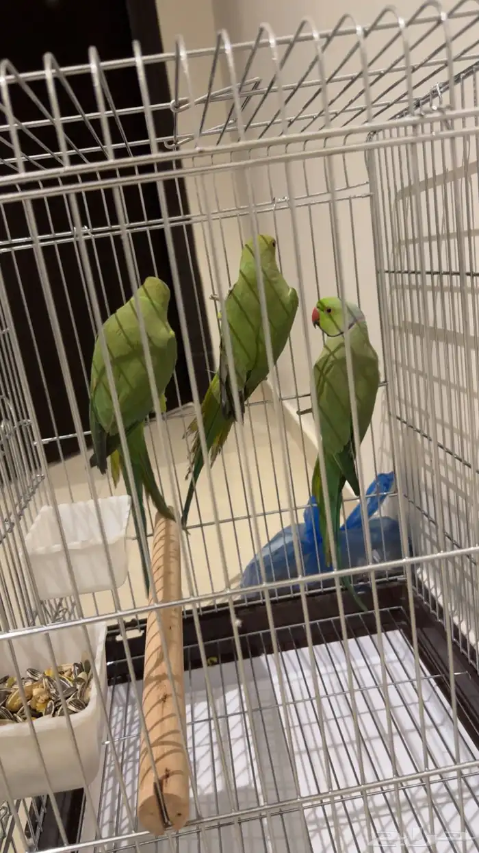 السلام عليكم اعرض لكم 3 ذرات واحد منهم ذكر على السوم 0