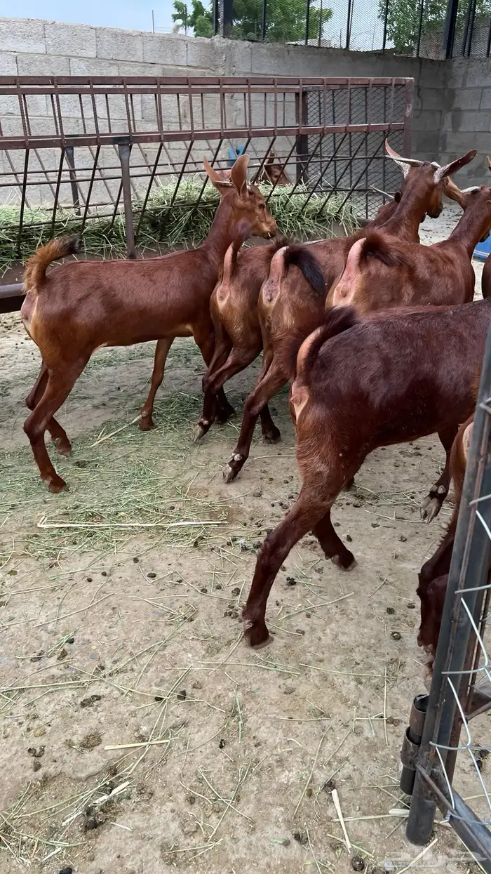 جفار دهم عدد 10 ( تم البيع ) 2