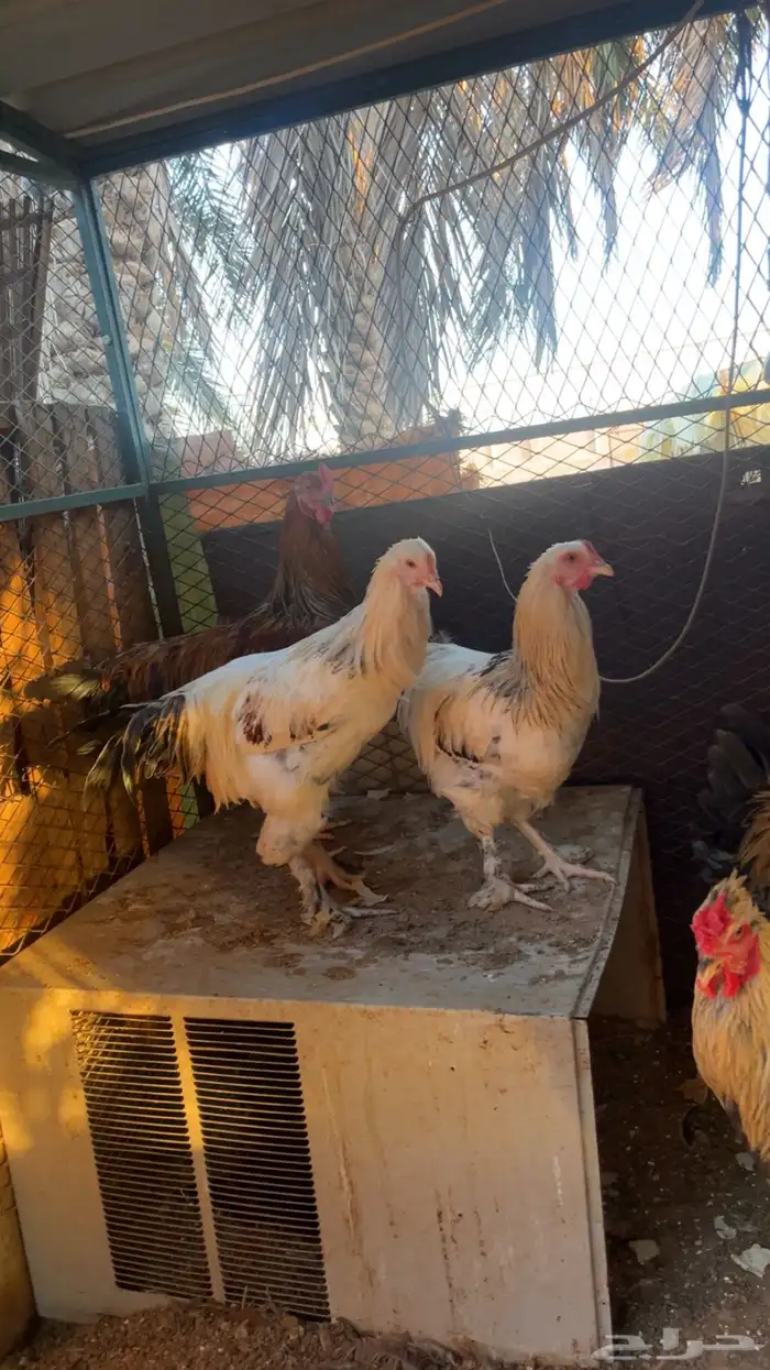 ديك براهما - دجاج براهما 1