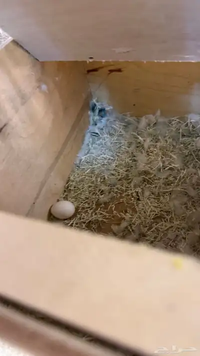 زوج روز منتج index