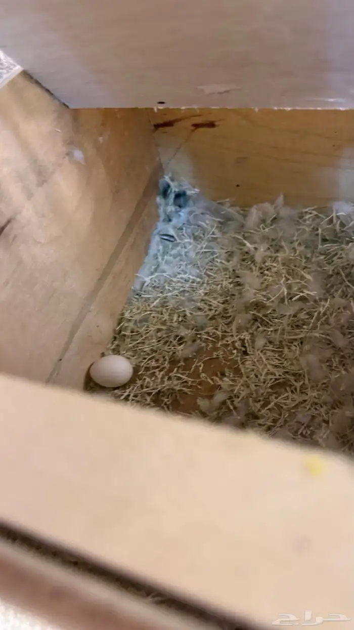 زوج روز منتج 2