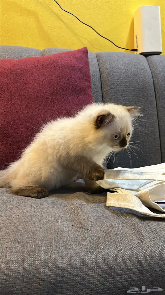 قطوتين للبيع 22