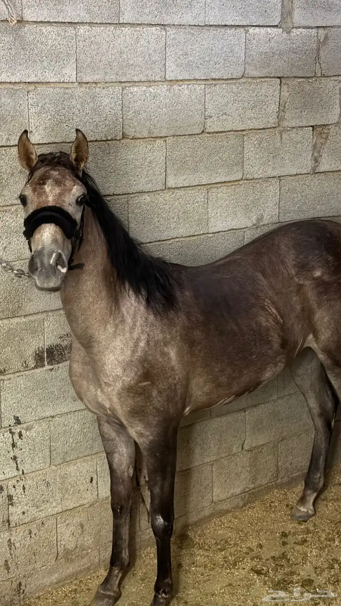 مهره شعبيه فاخره للبيع 2