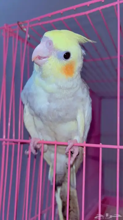 كروان صغير للبيع index