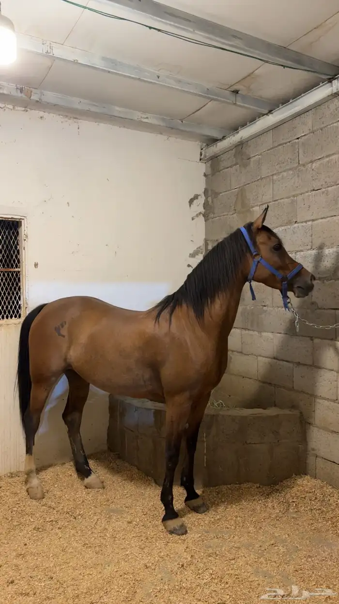 فرس كفوو من فواخر الشعبي 2