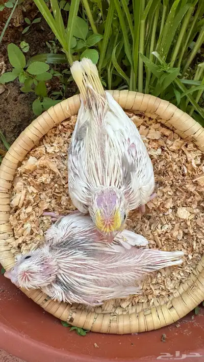 كريمي فيس هافي بايد index