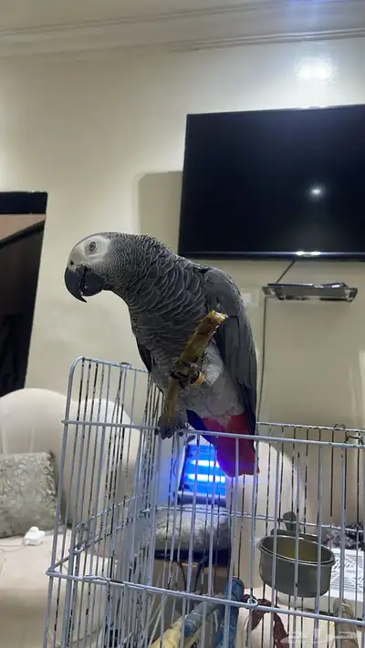 طائر ببغاء كاسكو أفريقي مفقود ضايع index