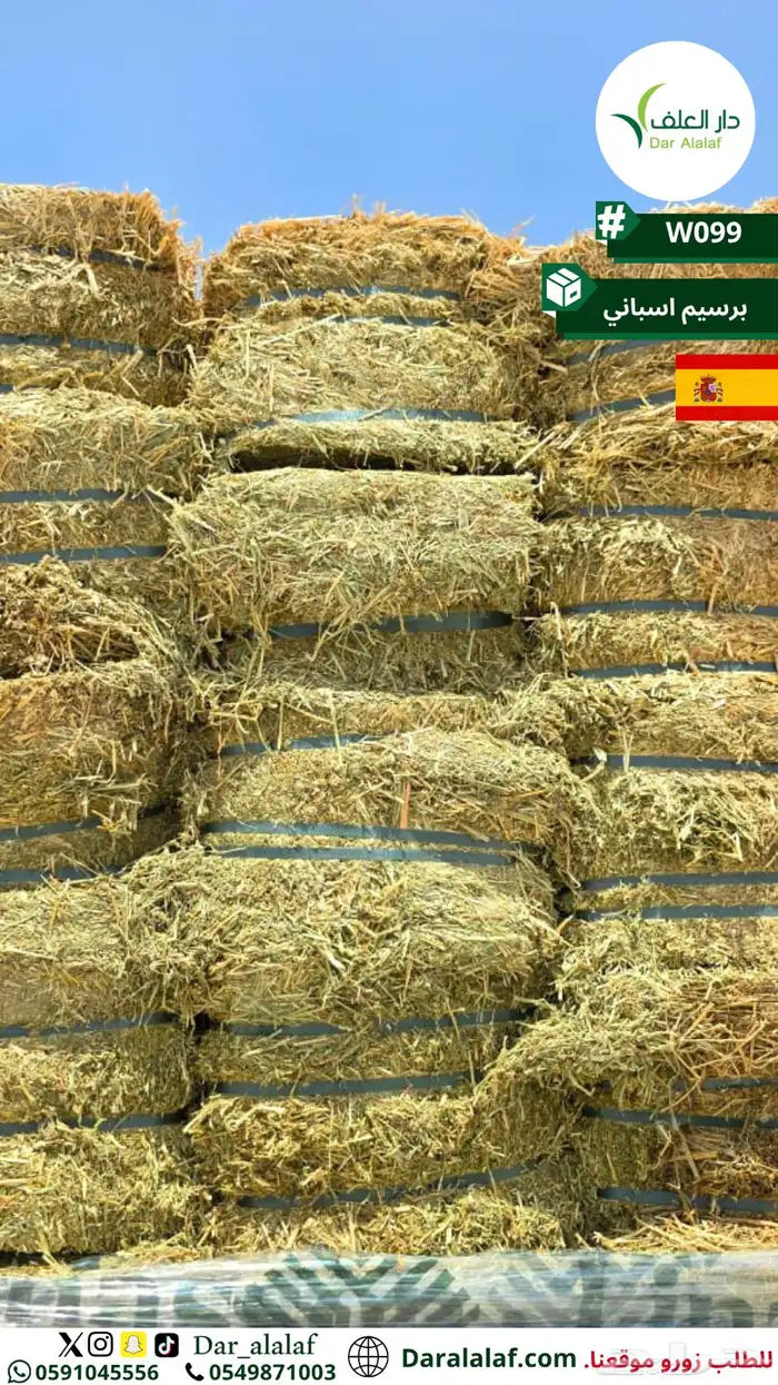 مستورد برسيم اسباني 3