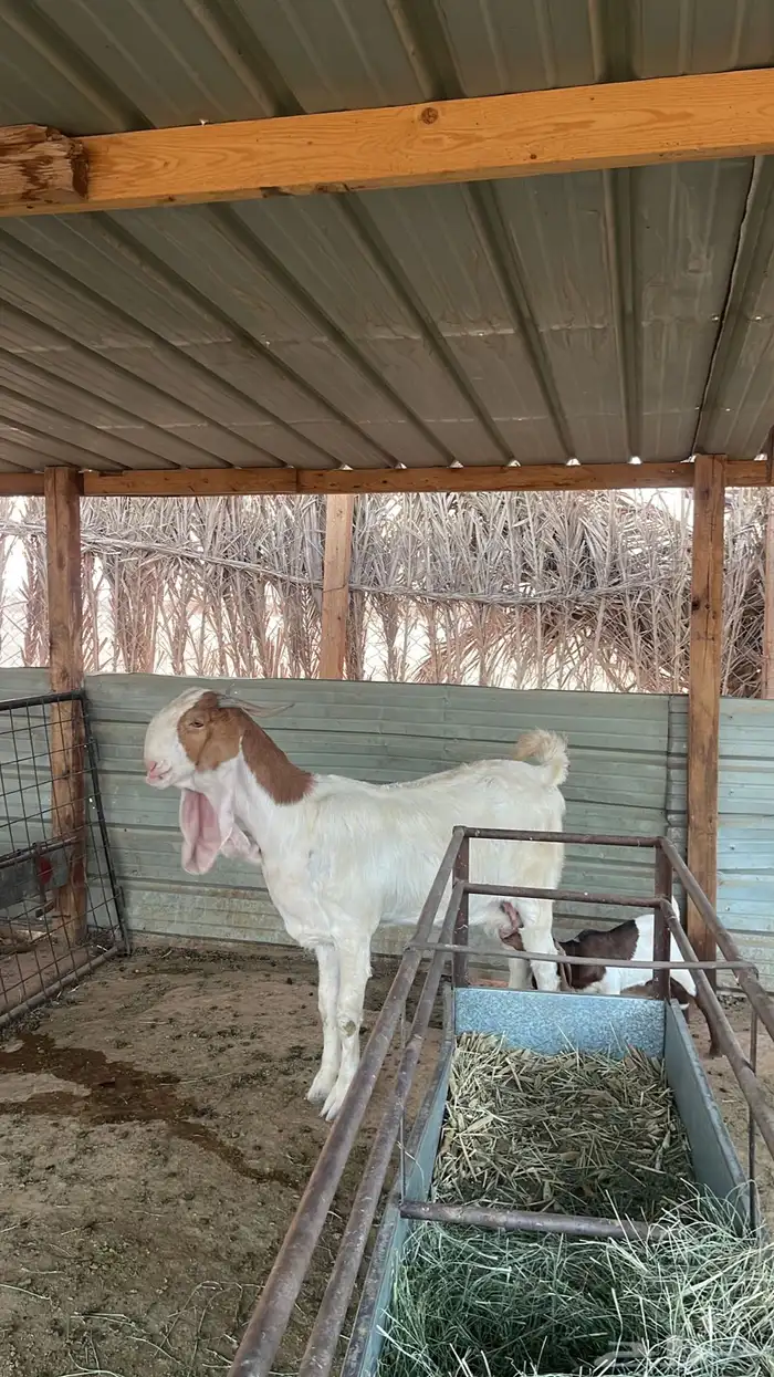 عنز مطوره خصم شعره وجرم وملبه وعرض خد سنها رباع معها اثنين 1