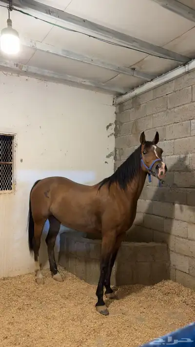 فرس كفوو من فواخر الشعبي index